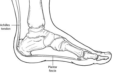 foot tendons